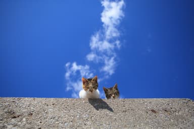 猫写真11