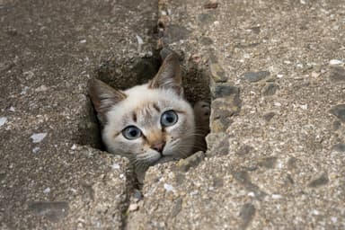 猫写真2