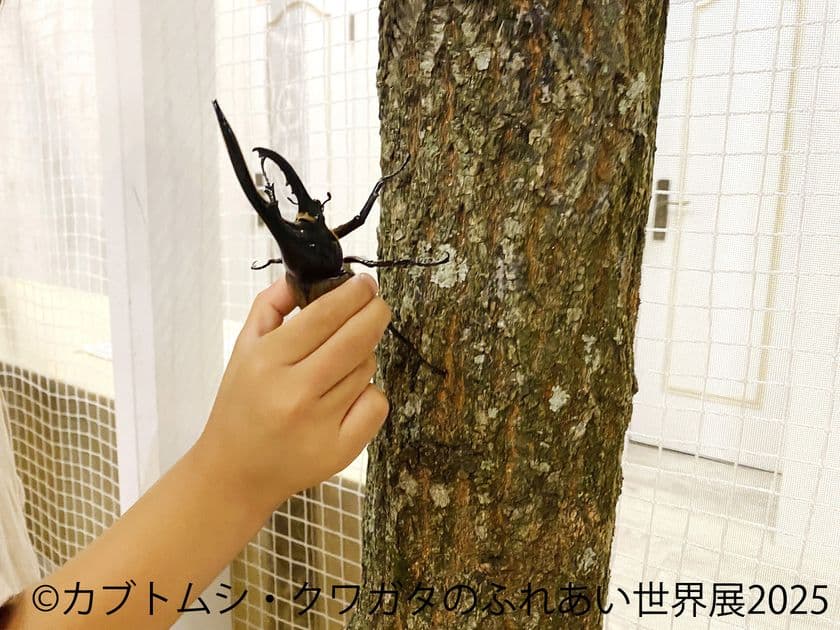 夏休みにぴったり♪レア昆虫が集結する
「カブトムシ・クワガタのふれあい世界展」と
愛らしい「まるっと小動物展」を8月1日～同時開催！