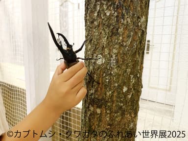 カブトムシ・クワガタのふれあい世界展 展示：ふれあい 1