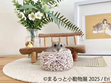 まるっと小動物展 展示作品：Eri