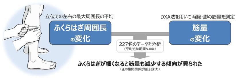 ふくらはぎが細くなったら筋量減少のサイン　
世界初！ふくらはぎ周囲長の変化と
筋量の変化の関係性を縦断的に検討