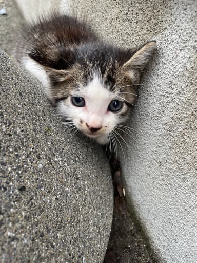 看板猫発見時