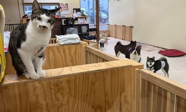 犬も猫も