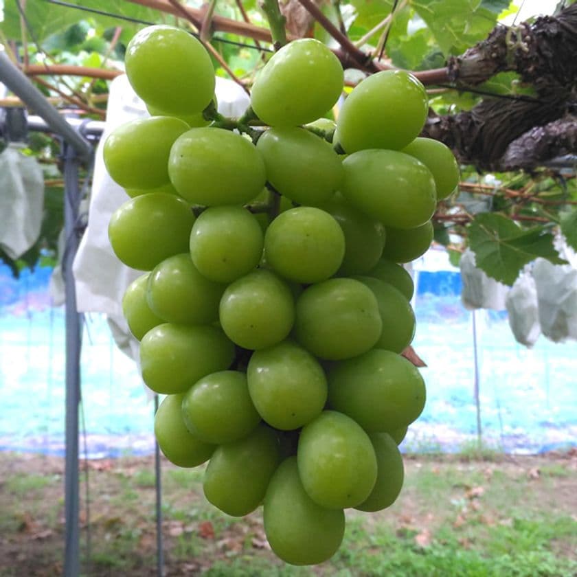 山梨・富士川町発“FUJIKAWA GRAPE”と、干し芋で世界へ挑戦！
グリーンクロスファームが
『第10回“日本の食品”輸出EXPO』に出展