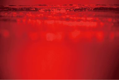写真作品「LIFEBLOOD」