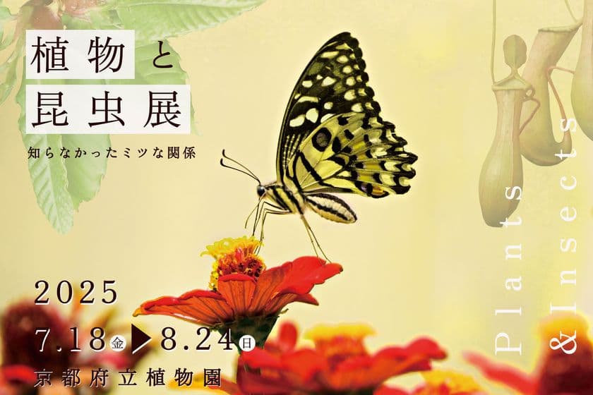 夏休みの自由研究はこれで決まり！
植物と昆虫のふしぎな関係に迫る『植物と昆虫展』を
7月18日～8月24日に京都府立植物園で開催