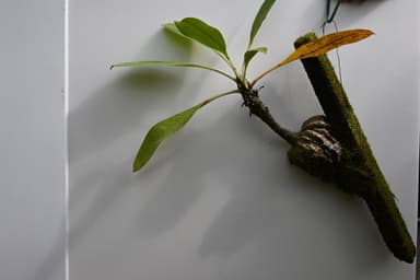 02アリ植物の一種・ミルメコディア　ツベロサ