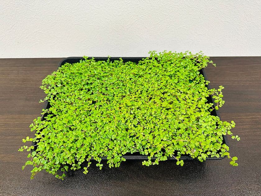 アグリ王とドゥビーアンドカンパニー、
世界初の“土を使わないベビーティアーズおよび水耕花苗”を
植物工場で通年量産化