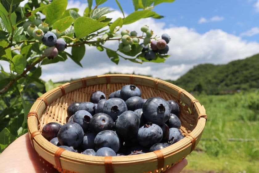 サラリーマン→耕作放棄地→ブルーベリー農園へ。
BLUE BLUEBERRY FARMがブルーベリー初収穫＆販売を開始