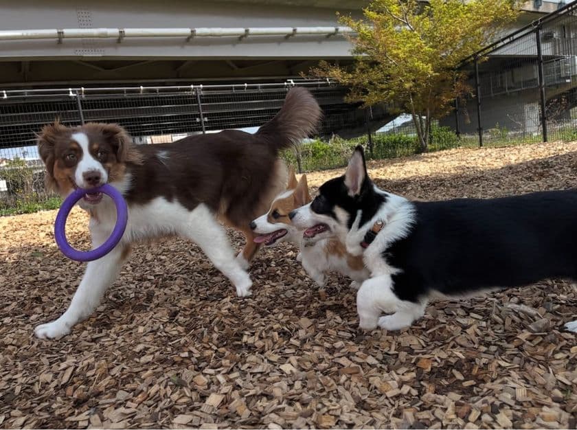 子犬期に特化した“性格づくり”のトレーニング
「問題行動の改善の前にできること」新サービス開始