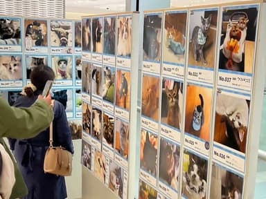 幸せ猫写真展
