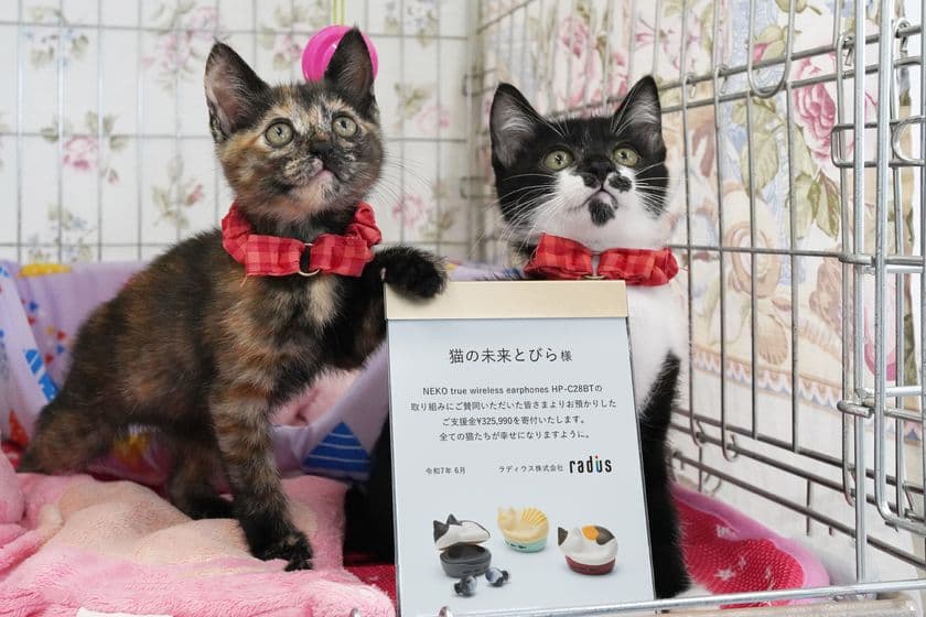 猫をモチーフにした完全ワイヤレスイヤホン
「NEKO true wireless earphones HP-C28BT」
寄付状況に関するご報告