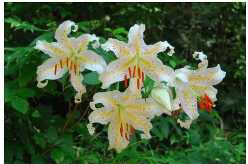 六甲高山植物園 カサブランカの
もとになった日本固有種
ユリの女王 ヤマユリが見頃です！