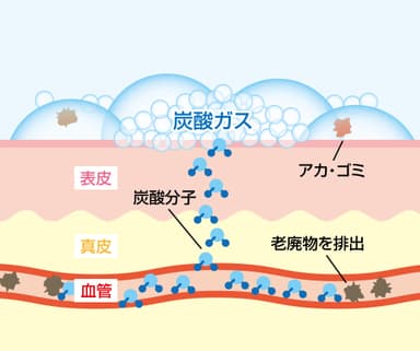 肌と血管