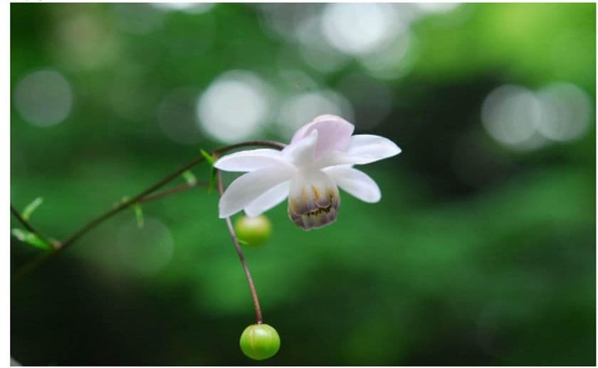 六甲高山植物園 林床に咲く涼しげな花
森の妖精 レンゲショウマが見頃です！