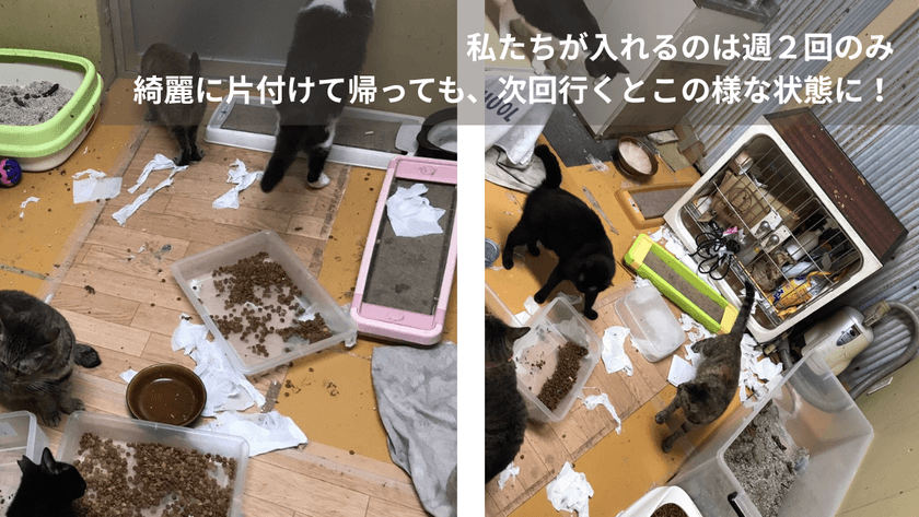大阪の保護猫カフェ「にゃんこカフェ」が挑戦！
光の届かない不衛生な蔵から、懐いていない成猫たちを救うために。