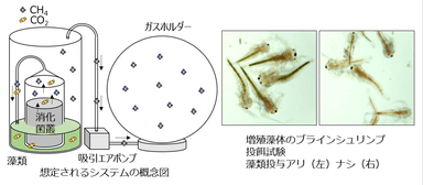 想定される資源循環システム(左)と生成された藻類バイオマスをブラインシュリンプに与えた飼料利用試験(右)