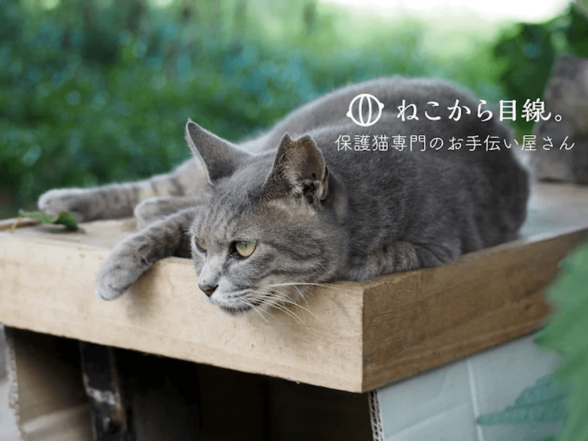 ねこから目線。が京都市の
「多頭飼育崩壊防止のための避妊・去勢手術事業」において、
事業実施の支援企業に選定されました。