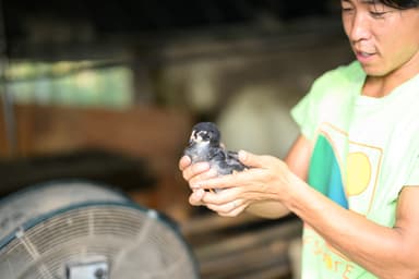 ヒナ鳥