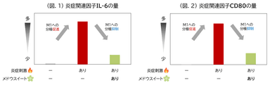 (図.1) 炎症関連因子IL-6の量／(図.2) 炎症関連因子CD80の量