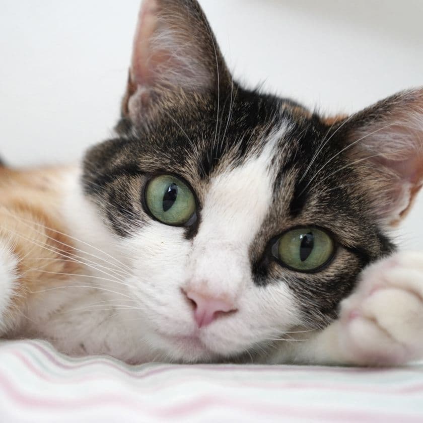 猫の「おしっこ」チェックで腎臓病を早期発見！
プロジェクト始動に伴い全国の愛猫家からモニター募集開始
