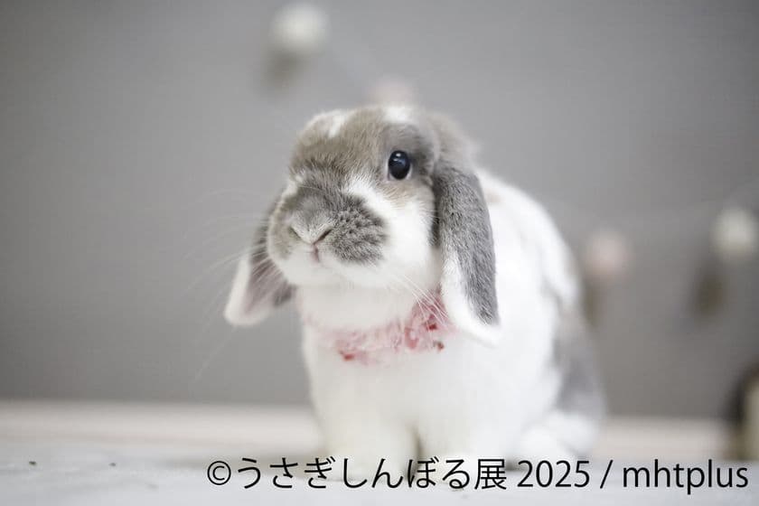 ＼祝9周年／“うさぎの魅力”が詰まった作品展示＆限定グッズ、
さらにワークショップまで！「うさぎしんぼる展 2025」
9月19日(金)～10月13日(月・祝日) 東京にて開催