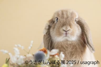展示作品：usagraph