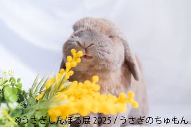 展示作品：うさぎのちゅもん