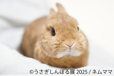 展示作品：ネムママ