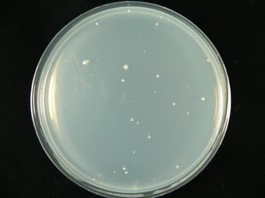 水洗い直後の雑菌数