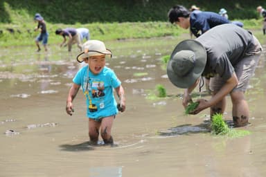 昨年の田植えの様子