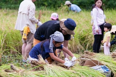昨年の稲刈りの様子