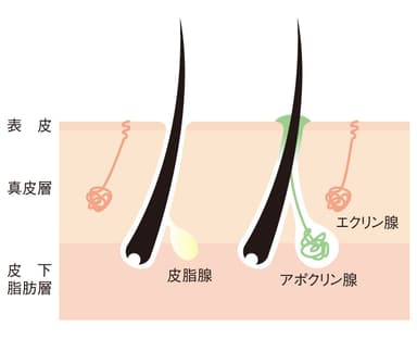 皮膚断面図