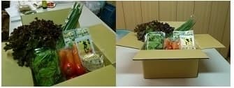 油で太りやすい遺伝子タイプ(UCP1)向けセット