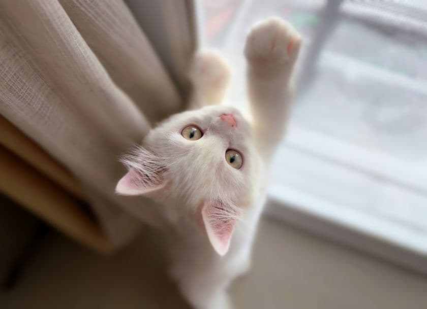 猫のプロがご自宅へ　
「猫専門シッティングサービス」新登場！
【ネコト(Hotel Neko＆)】