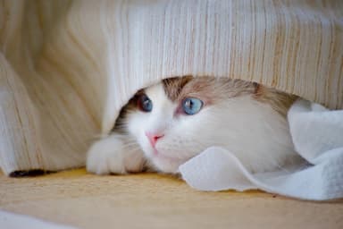 猫イメージ怖がり