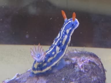 青、赤、黄色の色彩が美しいアオウミウシ