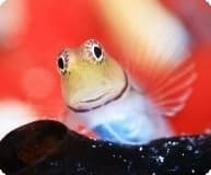 海の魚たちの写真展