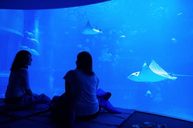水深９ｍの「太平洋」水槽前で就寝前のひととき
