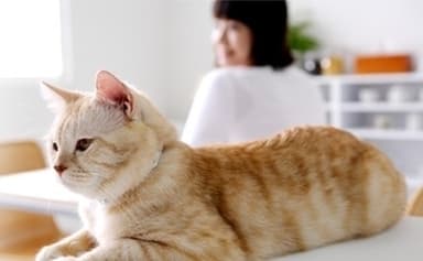 猫イメージ