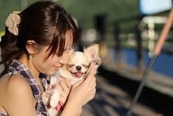 看板犬チャコ1