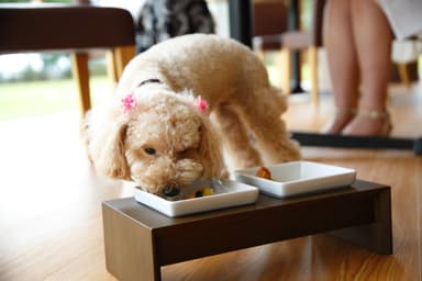 ワンちゃん食事風景 1