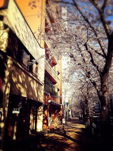 店舗外観(桜)