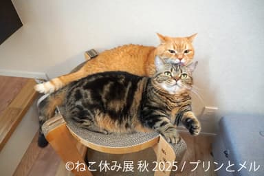 展示作品：プリンとメル