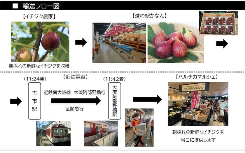 ～近鉄電車による貨客混載輸送を今年も実施～
河南町の新鮮な朝採れイチジクを、
ハルチカマルシェで即日販売します！