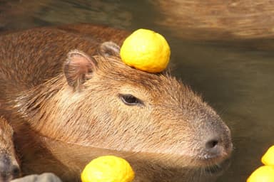 元祖カピバラの露天風呂3