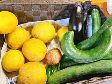 配布野菜