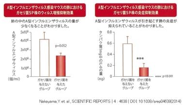 A型インフルエンザウィルス感染マウスの肺におけるガセリ菌SPのウィルス増殖および炎症の抑制効果