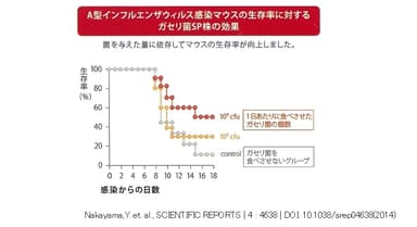 A型インフルエンザウィルス感染マウスの生存率に対するガセリ菌SP株の効果